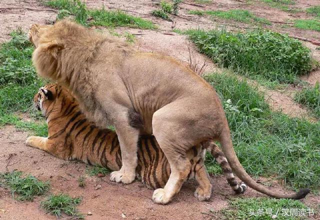 龙生九子的图片及意义,为什么说龙生九子