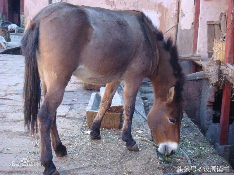 龙生九子的图片及意义,为什么说龙生九子