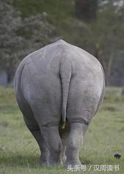 龙生九子的图片及意义,为什么说龙生九子