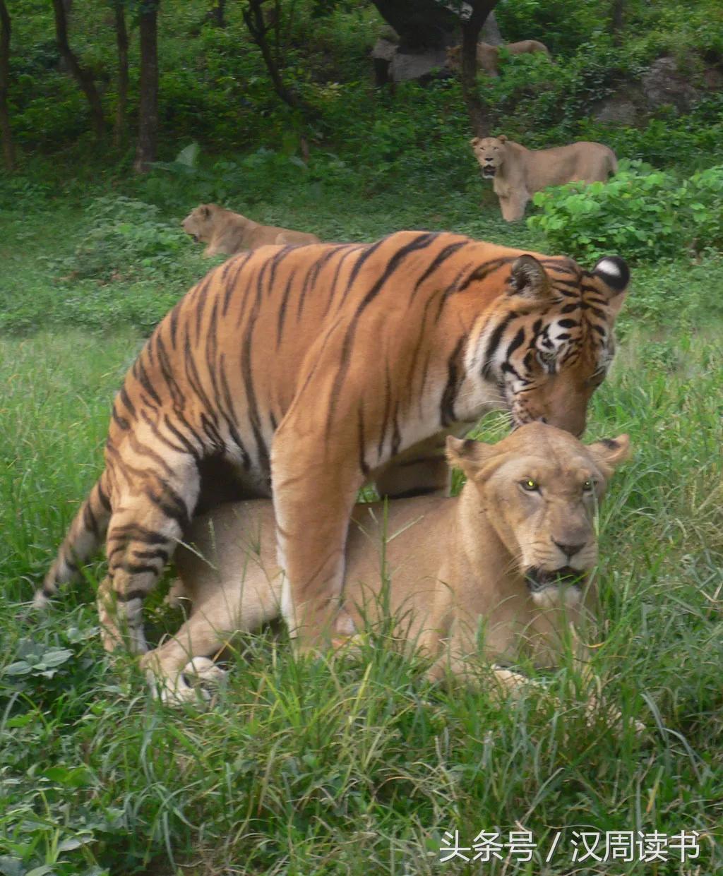 龙生九子的图片及意义,为什么说龙生九子