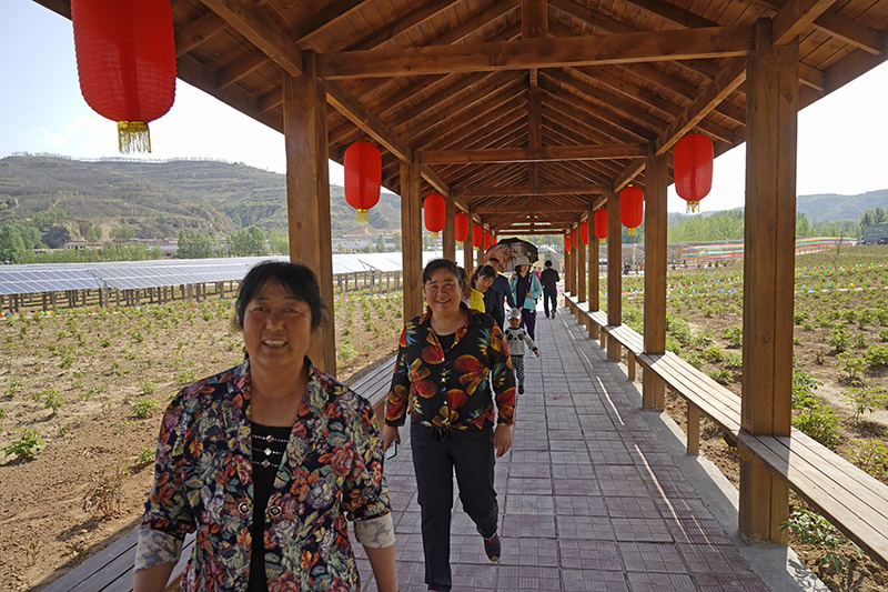 吉县春华秋实系列活动,山西临汾苹果迎丰收