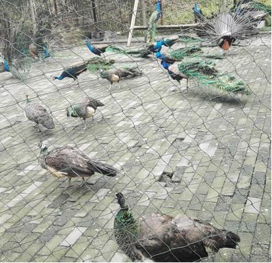 旅游注意事项及防止被骗,出去旅游被骗要注意什么