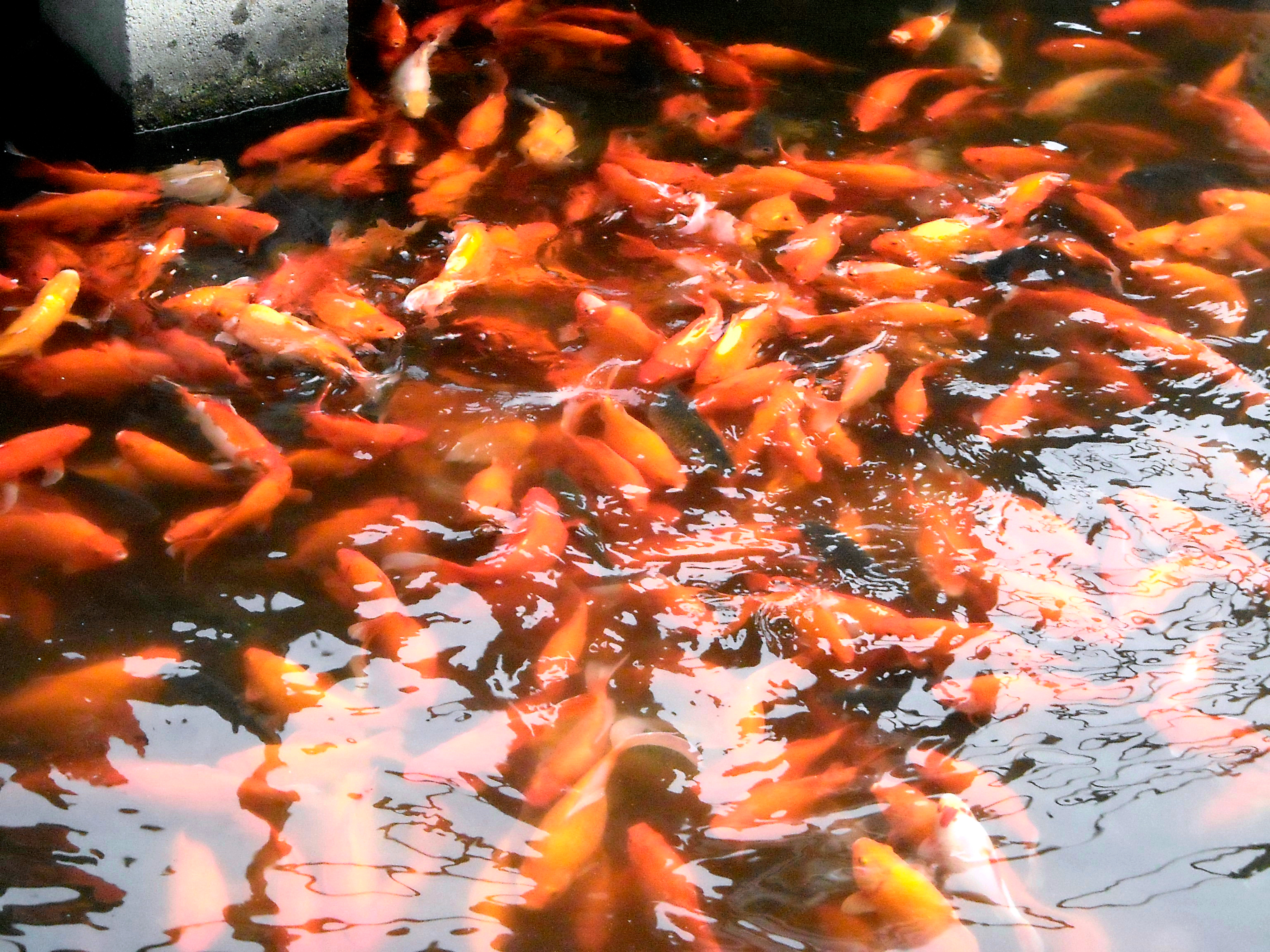 一个四川人的旅行,杭州西湖印象怎么样