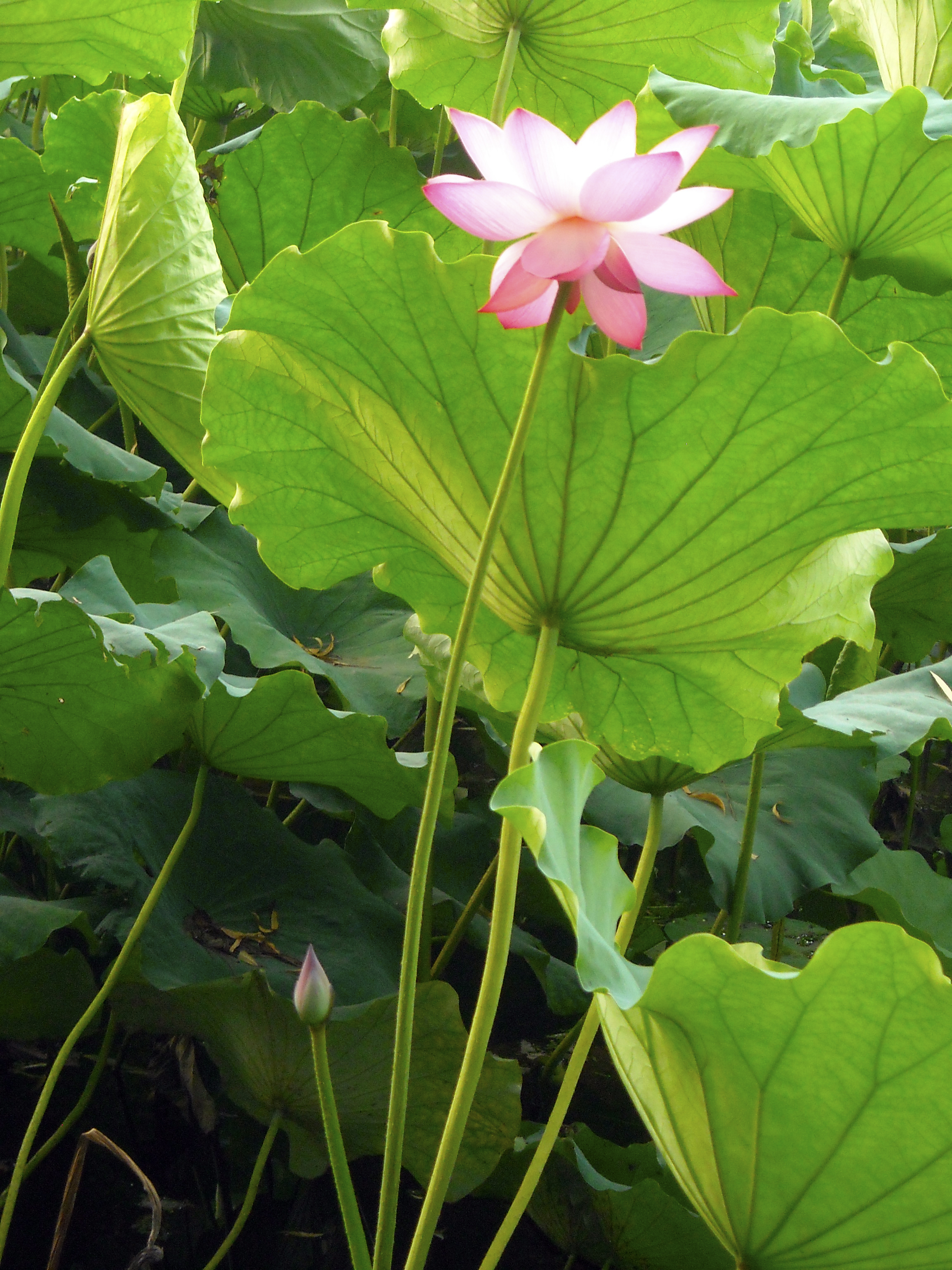 一个四川人的旅行,杭州西湖印象怎么样