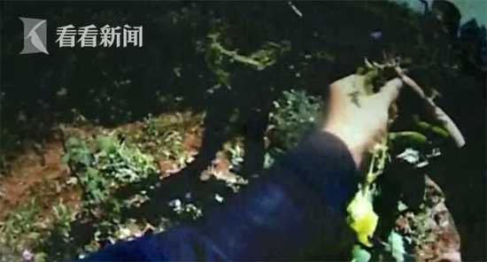 70岁老汉后山种300多株*粟罂**花只因听说能治痔疮