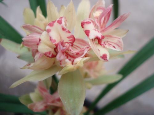 建兰奇花价格及图片大全,盆栽建兰三大奇花