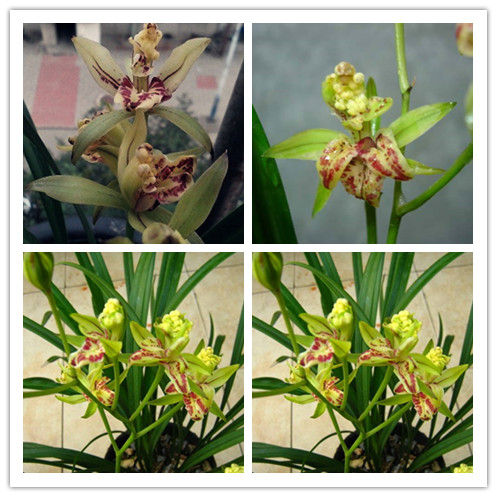 建兰奇花价格及图片大全,盆栽建兰三大奇花