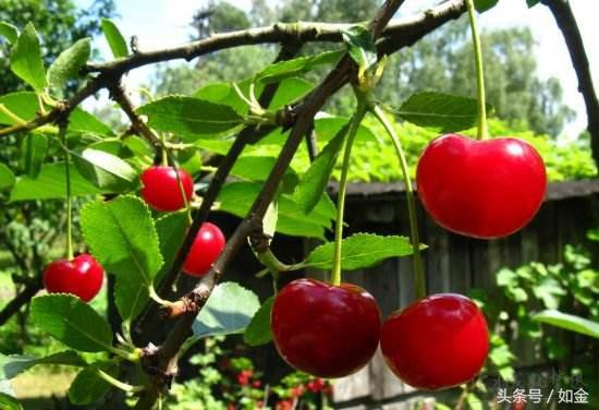 樱桃种植技术的讲解,种植樱桃小技巧小视频