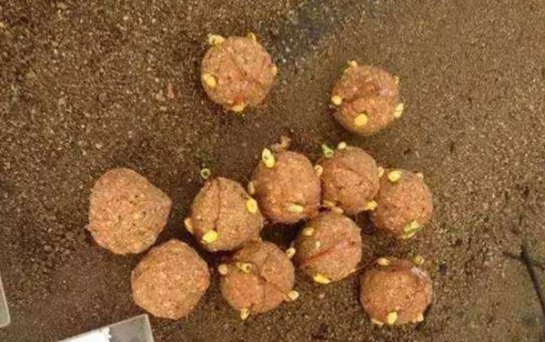 讲解钓草鱼的最好方法和技巧,野钓草鱼的5种实用方法