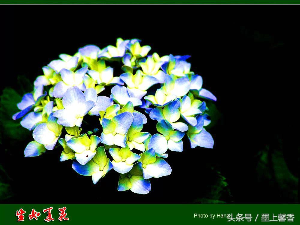 100种常见花语和图片大全,这些花语太美了建议收藏