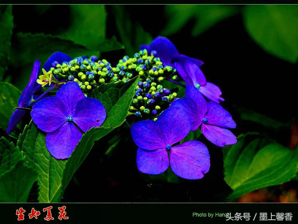 100种常见花语和图片大全,这些花语太美了建议收藏