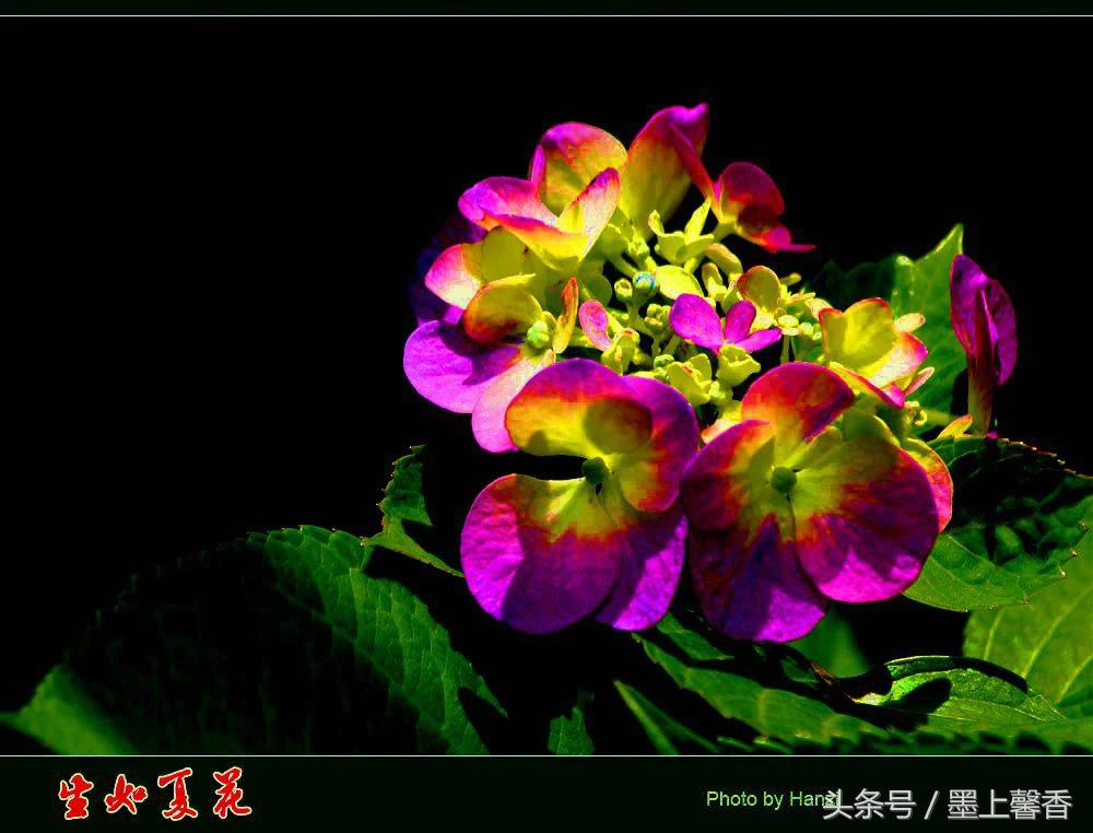 100种常见花语和图片大全,这些花语太美了建议收藏