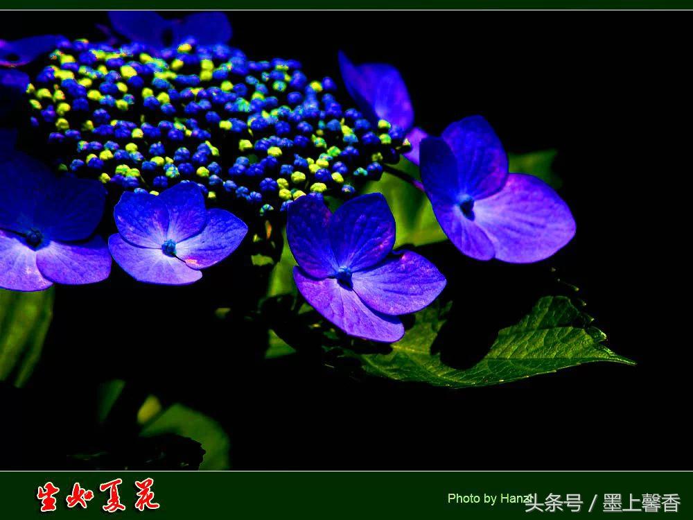 100种常见花语和图片大全,这些花语太美了建议收藏