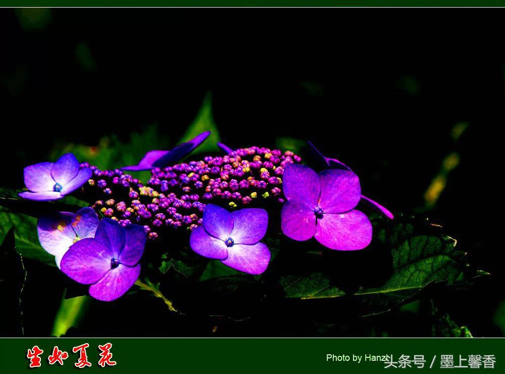 100种常见花语和图片大全,这些花语太美了建议收藏