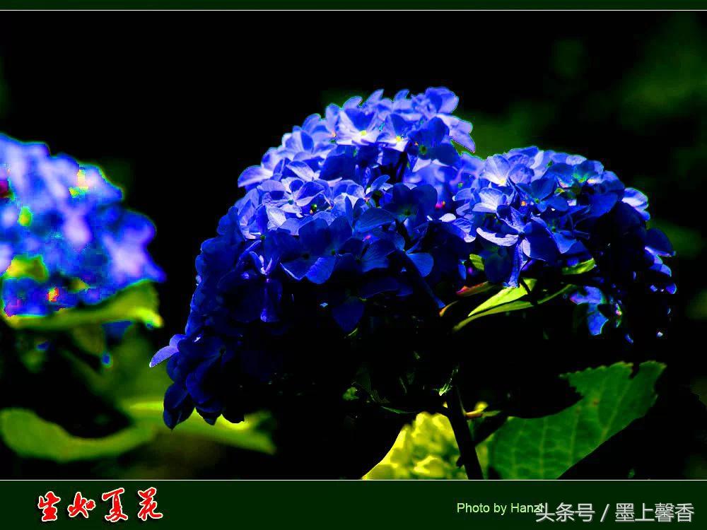 100种常见花语和图片大全,这些花语太美了建议收藏