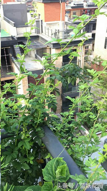 藤本月季重剪后当年能开花吗,藤本月季能养成树月季吗