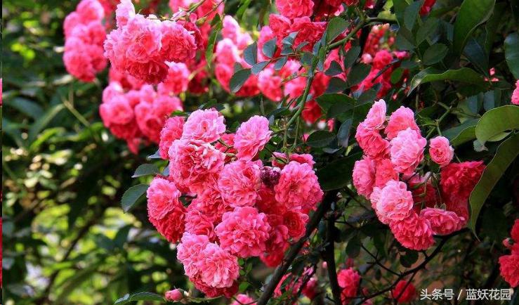 藤本月季重剪后当年能开花吗,藤本月季能养成树月季吗