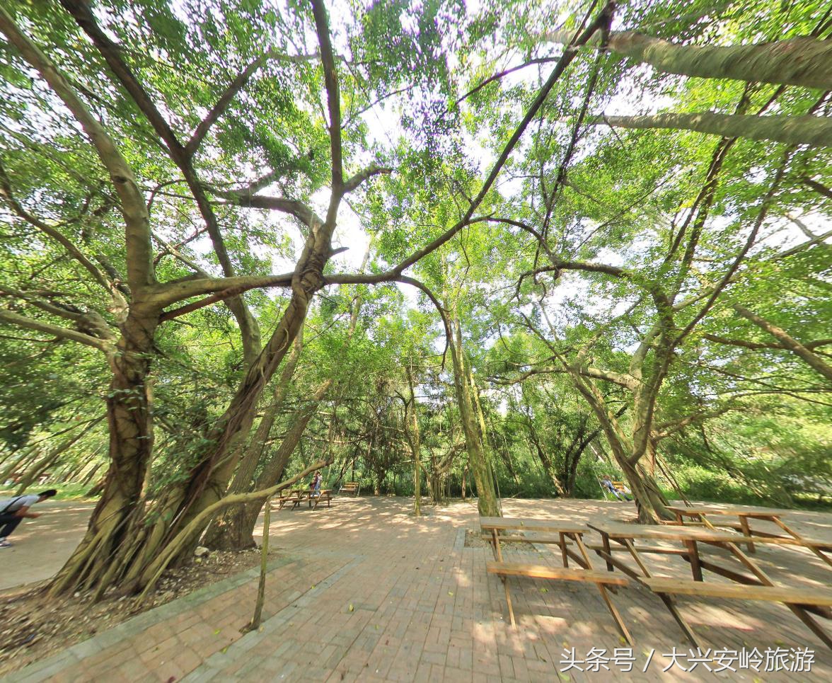 南宁良凤江国家森林公园菩提树,南宁青秀山风景区天然氧吧