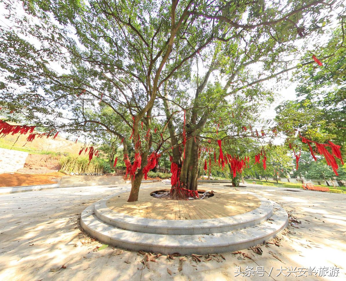 南宁良凤江国家森林公园菩提树,南宁青秀山风景区天然氧吧