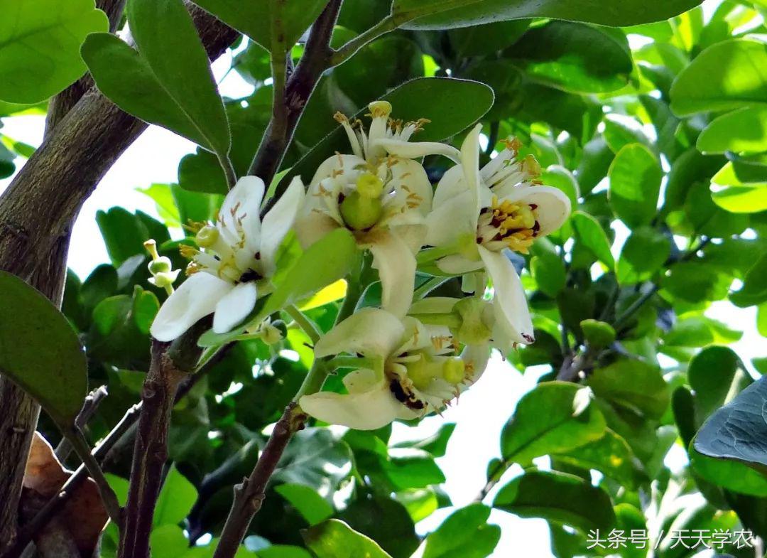 柑橘防止掉果的最佳方法,柑橘管理黄叶落叶原因要怎么做