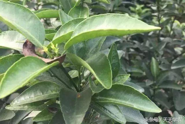 柑橘防止掉果的最佳方法,柑橘管理黄叶落叶原因要怎么做