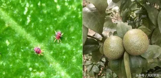 柑橘防止掉果的最佳方法,柑橘管理黄叶落叶原因要怎么做