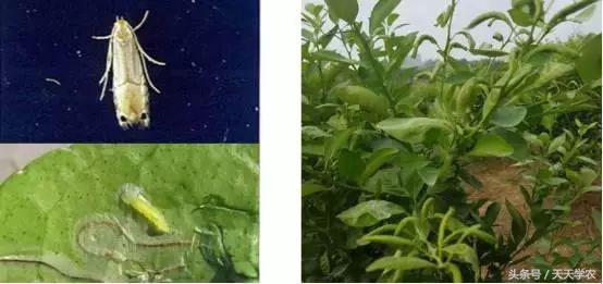 柑橘防止掉果的最佳方法,柑橘管理黄叶落叶原因要怎么做