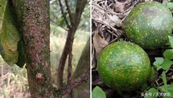 柑橘防止掉果的最佳方法,柑橘管理黄叶落叶原因要怎么做