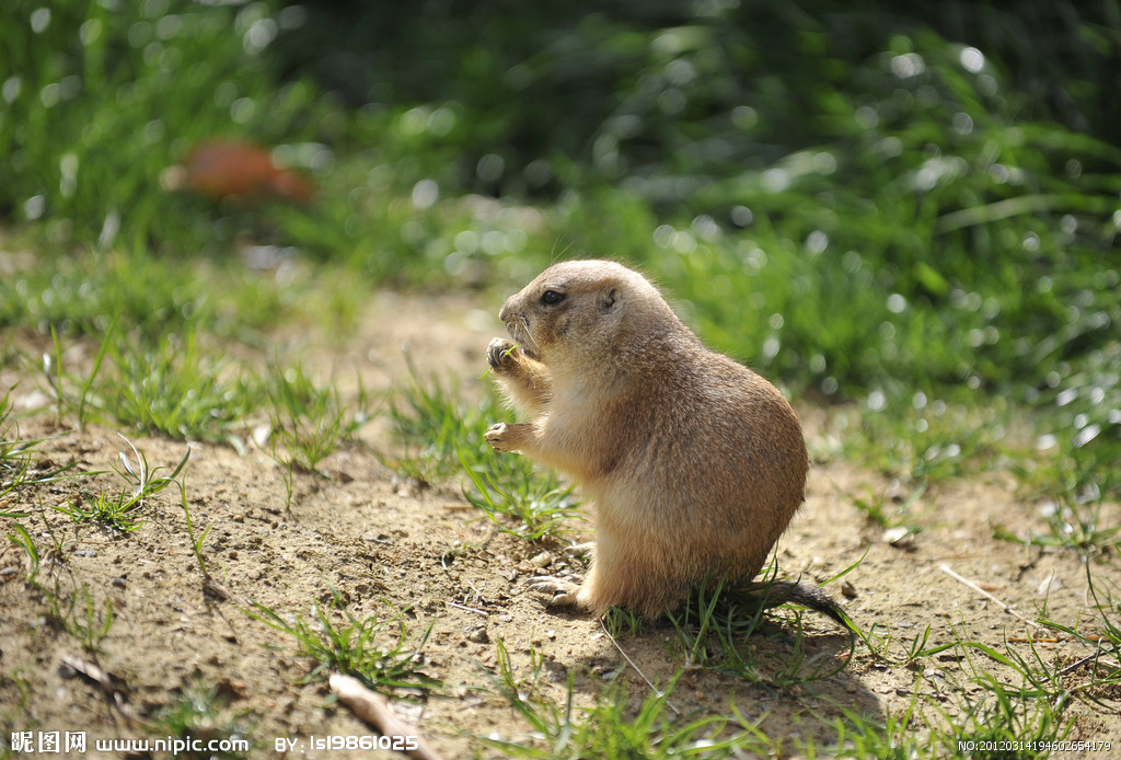 属牛与属鼠生一个什么属相的好,属相鼠和牛哪个比较好