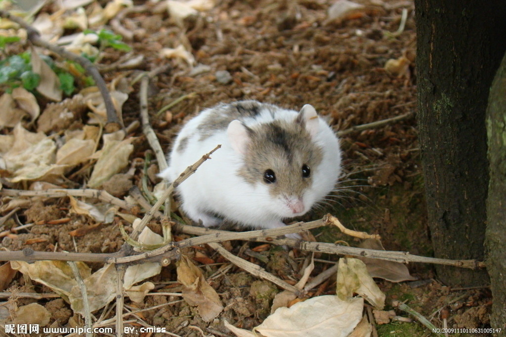 属牛与属鼠生一个什么属相的好,属相鼠和牛哪个比较好