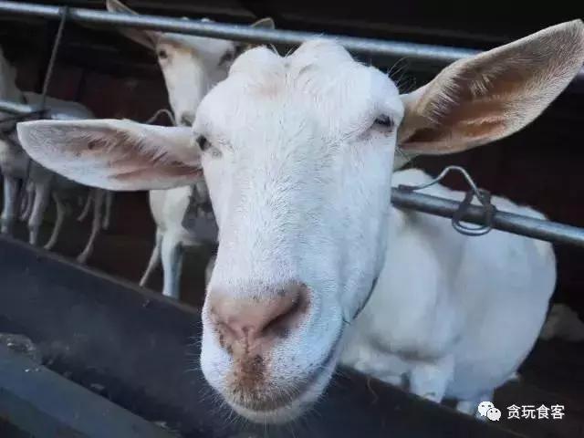 北京有哪些亲子农庄,北京市周边亲子农庄小动物