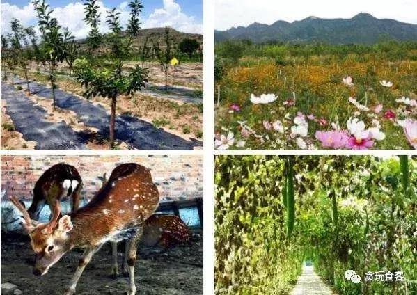 北京有哪些亲子农庄,北京市周边亲子农庄小动物