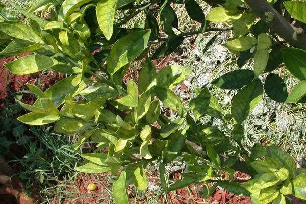 柑橘叶子发黄怎么办,柑橘开花的时候叶面发黄怎么治