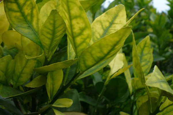 柑橘叶子发黄怎么办,柑橘开花的时候叶面发黄怎么治