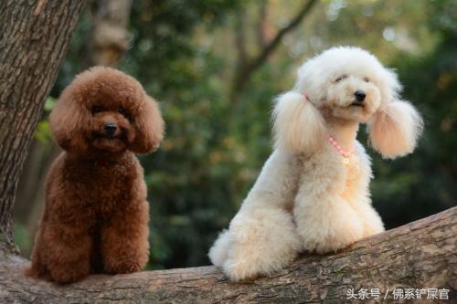 泰迪应该怎么教,泰迪到新家很乖就是不吃饭