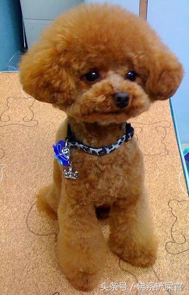 泰迪应该怎么教,泰迪到新家很乖就是不吃饭