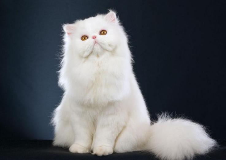 世界上最顶级的猫咪,世界上最巅峰的猫咪