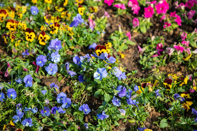 花博园滁州风景,滁州花博园公园美景