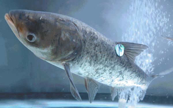 穿梭于苏城的猫大侠，举着鱼票正到处找你！