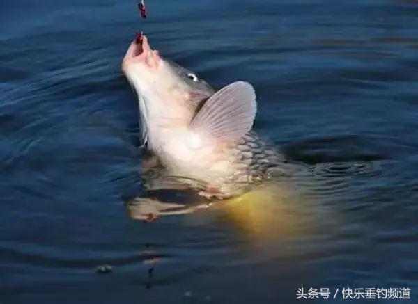 大风天气钓鲢鳙走水怎么办,大风钓小鱼绝密技巧
