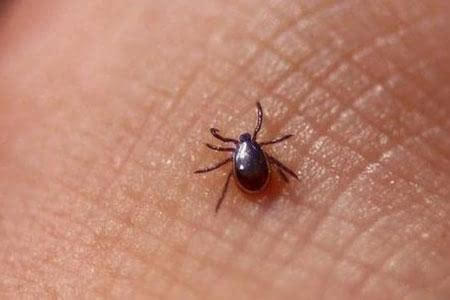 带小孩去草地玩怎么预防蜱虫,带孩子玩小虫子