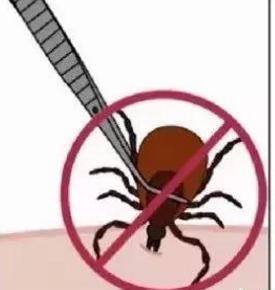 带小孩去草地玩怎么预防蜱虫,带孩子玩小虫子