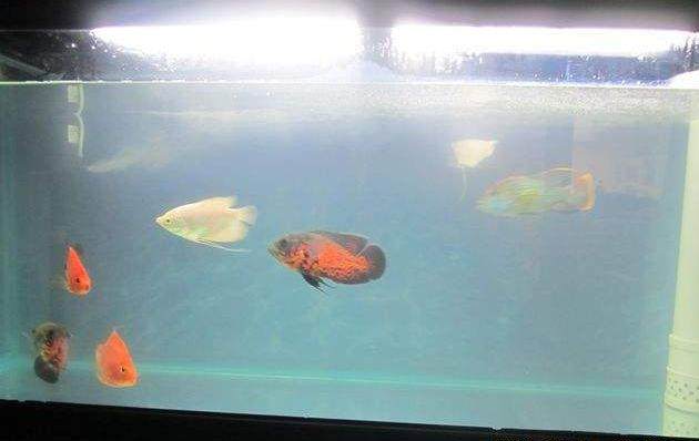 鱼缸放进鱼第二天水浑,鱼缸喂食后水浑怎么办