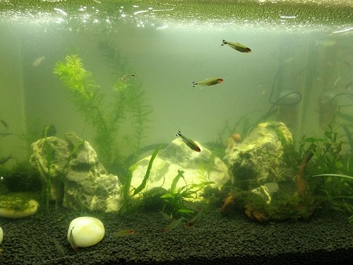 鱼缸放进鱼第二天水浑,鱼缸喂食后水浑怎么办