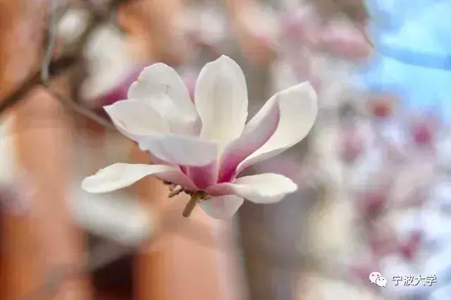 简笔画五颜六色的春天,简笔画画春天的景色