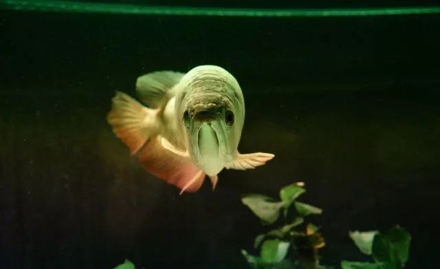 龙鱼常见的病有哪些,龙鱼病大全