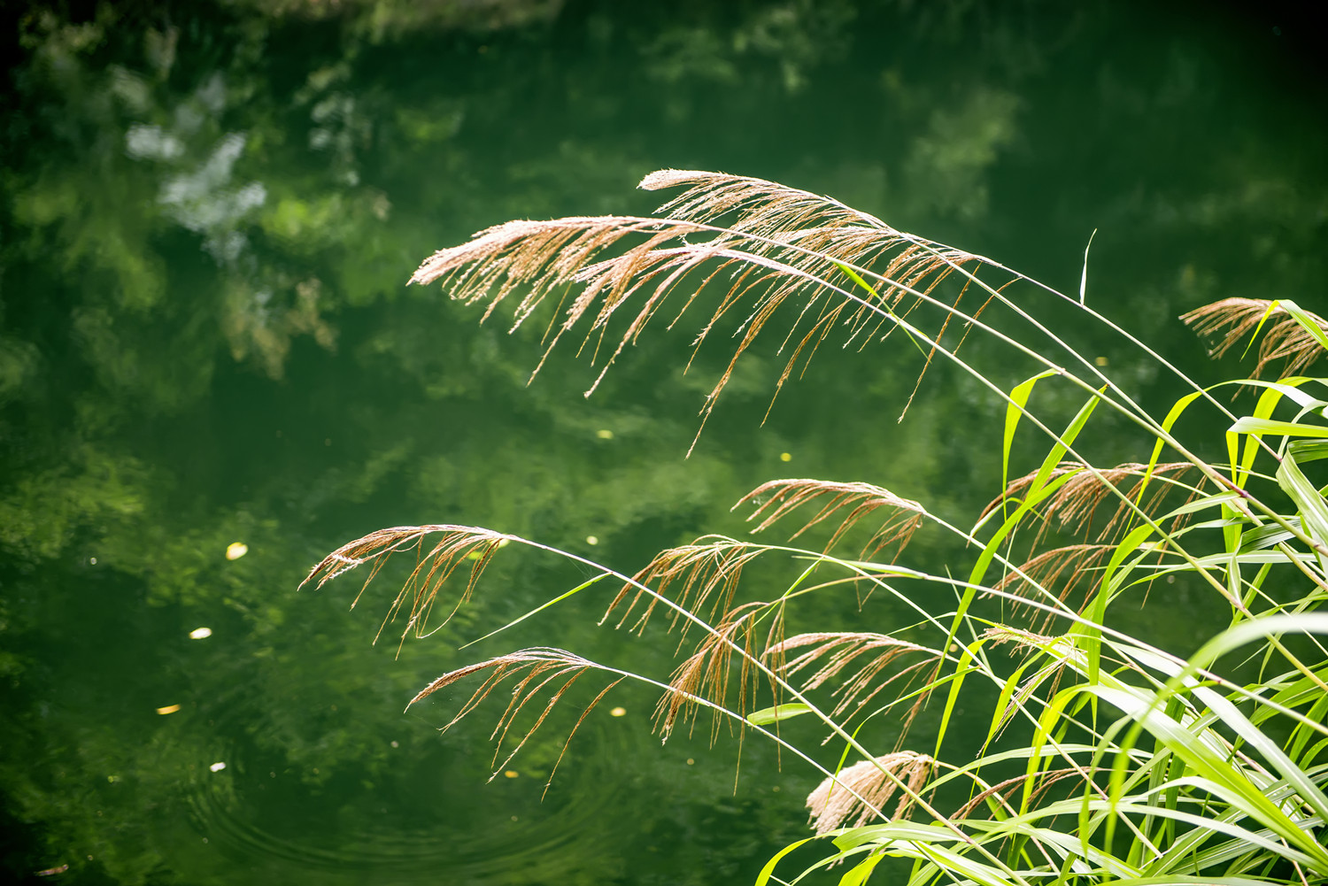池州醉山野景区怎么样,池州醉山野瀑布