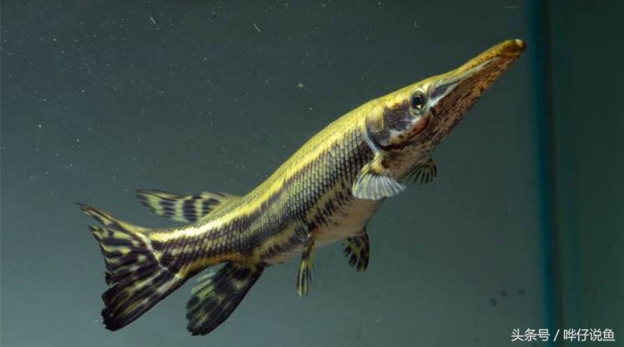 火箭鱼种类大全,火箭鱼有多少品种