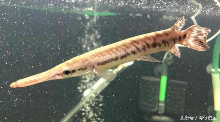 火箭鱼种类大全,火箭鱼有多少品种