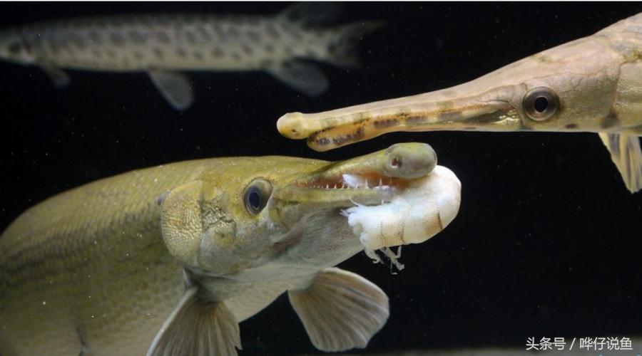 火箭鱼种类大全,火箭鱼有多少品种